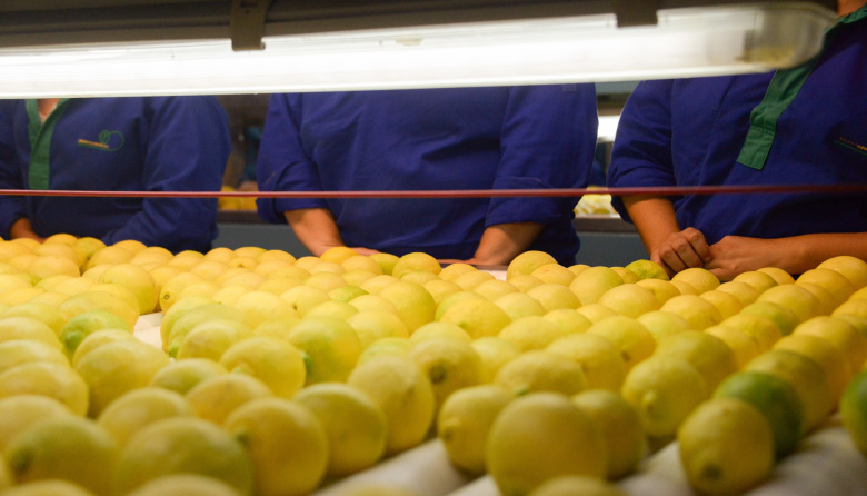 Las exportaciones de cítricos agrios crecieron 36% en valor y alcanzaron el récord de los últimos 20 años