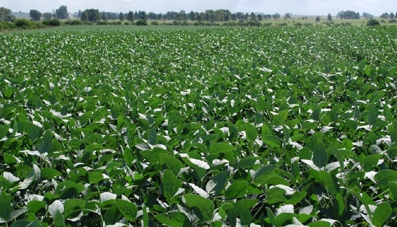 El Grupo GR invertirá 8 millones de dólares para producir y exportar soja no transgénica