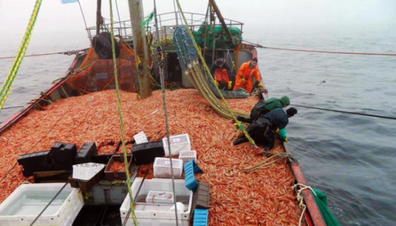 Capitanes de pesca reclaman participar de las ganancias por el procesamiento de langostino a bordo