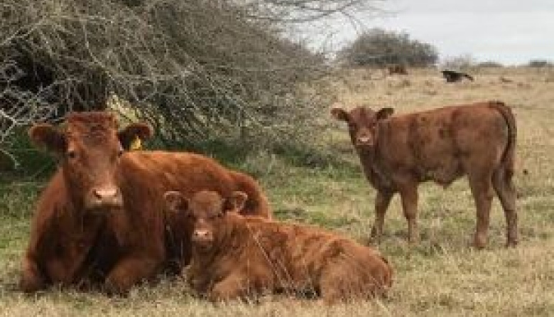 Científicos argentinos desarrollan una molécula artificial que reduce la bacteria Escherichia coli en bovinos