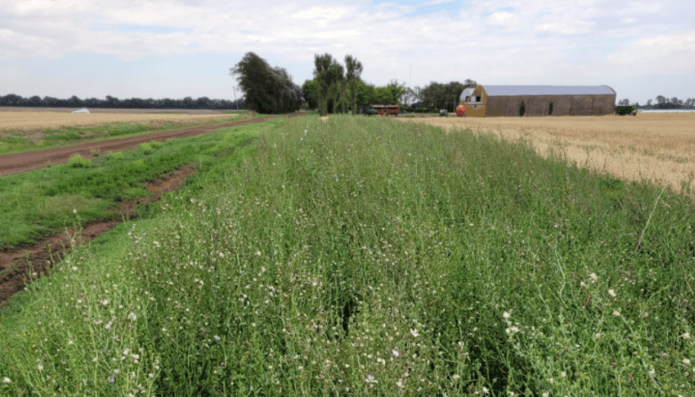 Los bordes con vegetación nativa mejoran el rinde agrícola y reducen el uso de agroquímicos