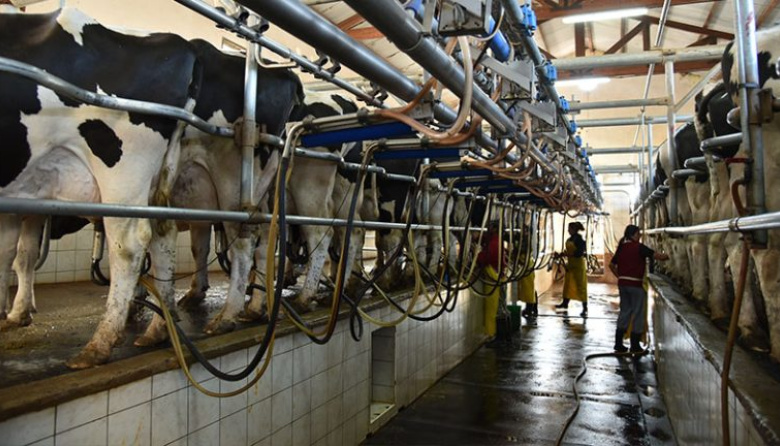 La mejora de precios y costos más bajos impulsan el negocio de los tambos