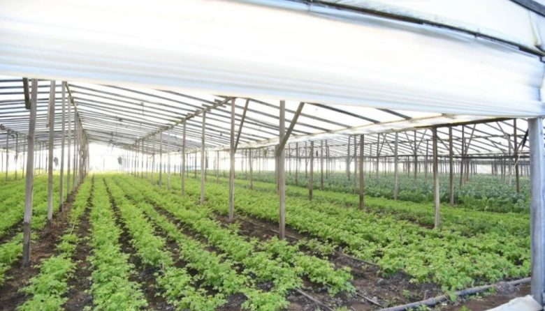 Productores de La Plata alertan por una severa crisis por costos dolarizados y caída del consumo
