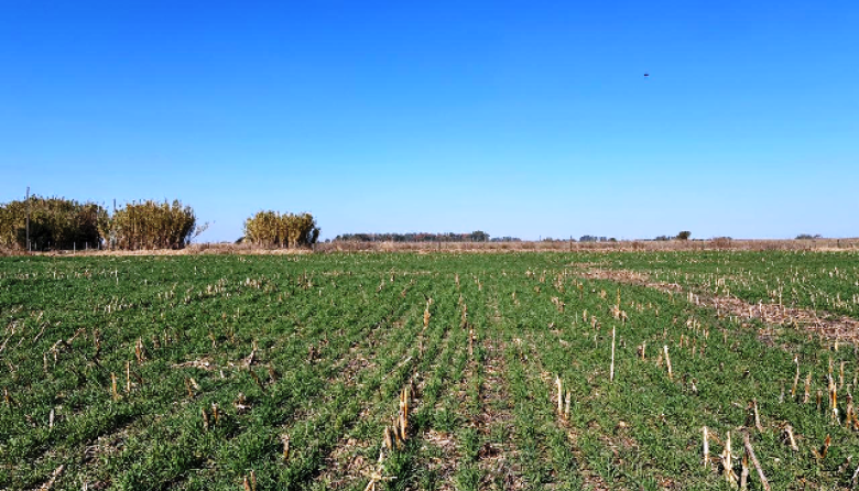 El INTA asocia el manejo agrícola con cambios clave en la estructura del suelo y el carbono