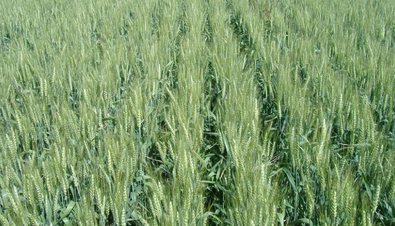 La siembra de trigo ingresa en su etapa final con óptimas condiciones de humedad