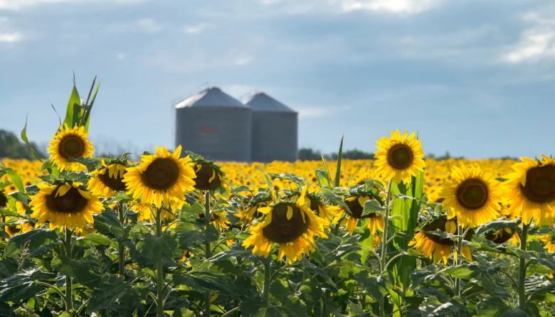 Proyectan tres millones de hectáreas de girasol para la campaña 2026/27