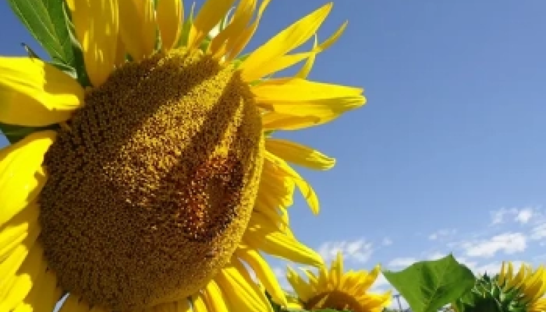 El girasol proyecta alcanzar nuevamente las 3 millones de hectáreas en la campaña 2026/27