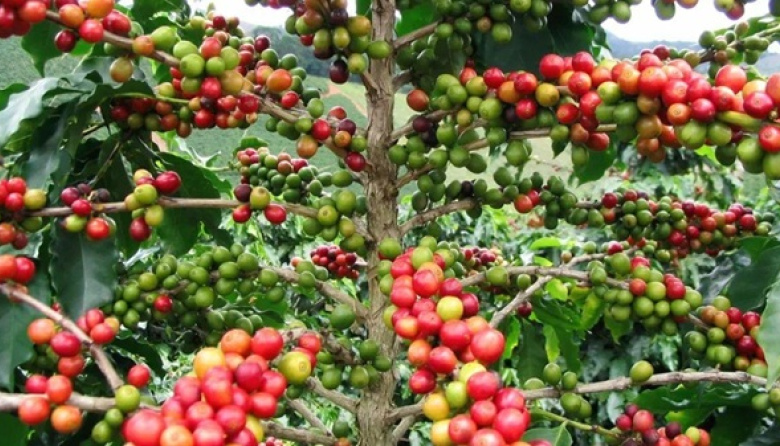 El norte argentino impulsa la producción de café de especialidad para diversificar sus economías regionales