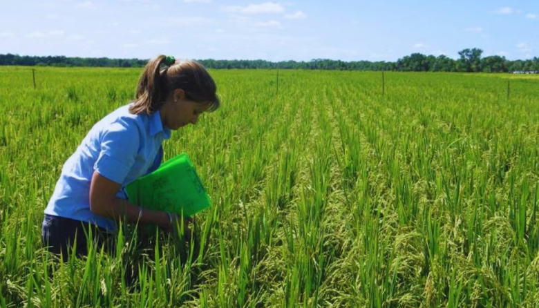 El INTA define una estrategia de fertilización para potenciar el rendimiento del arroz Angirú