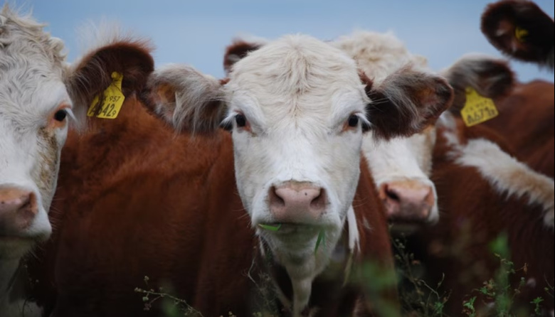 El SENASA incorpora una prueba rápida en leche para reforzar el diagnóstico de brucelosis bovina