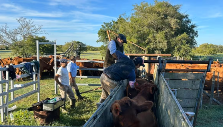 Ruralistas rechazaron el nuevo sistema de trazabilidad veterinaria implementado por el Senasa