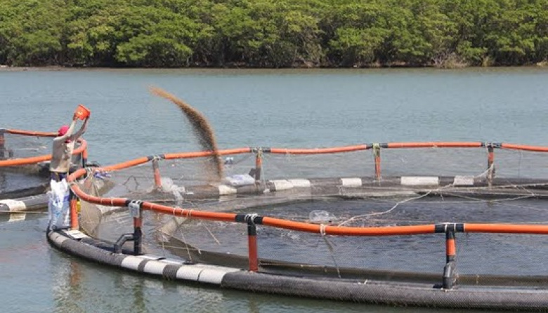 Soja certificada: afirman que la producción argentina es clave para la acuicultura sustentable en Chile