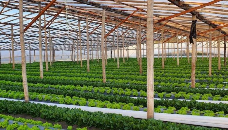 Productores del Cordón frutihortícola de La Plata denuncian una situación crítica