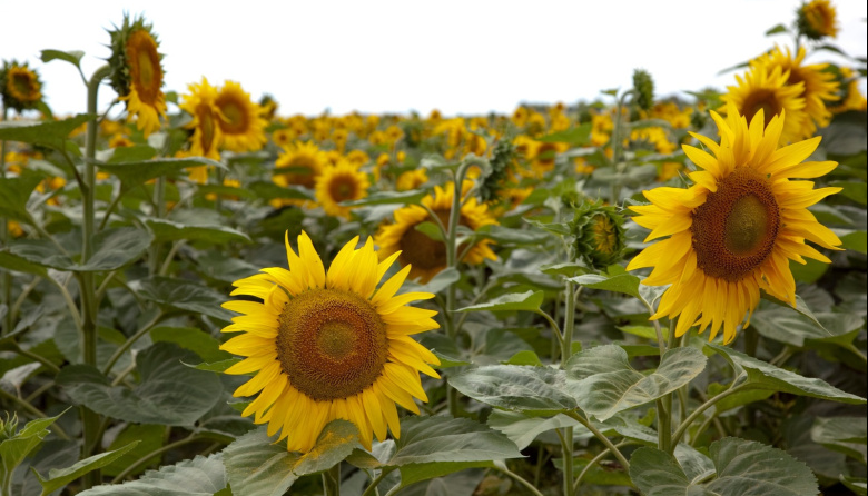 Más de la mitad de las exportaciones argentinas son del agro: el girasol y la yerba las sorpresas