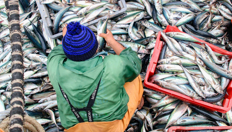 El Gobierno Nacional superó los $5.381 millones cobrados en sanciones contra la pesca ilegal