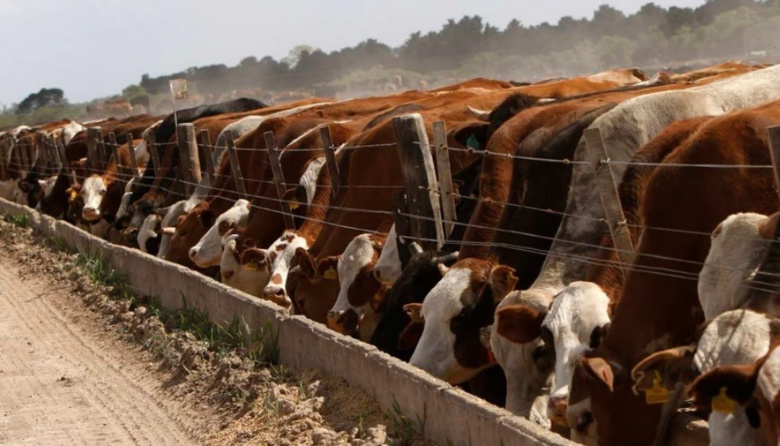 El SENASA simplificó la inscripción de feedlots y eliminó trámites ambientales y de uso de suelo