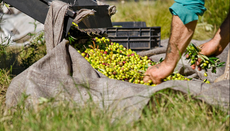 Impulsan beneficios fiscales y créditos para extender la producción de olivos en el sudoeste bonaerense