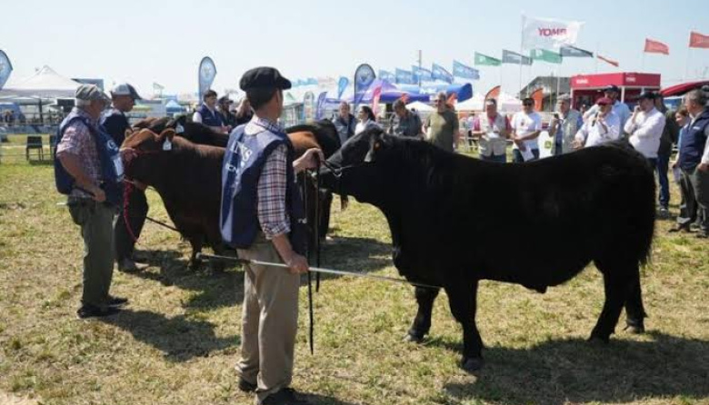 Comienza la Semana Angus de Primavera en Cañuelas con más de 60.000 cabezas a remate