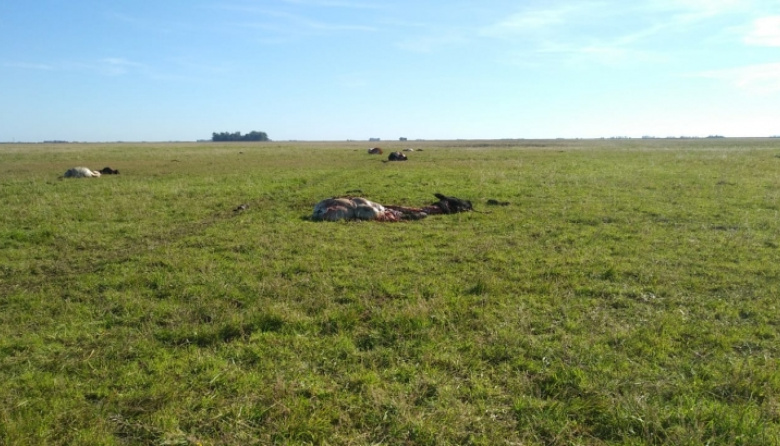 “Voy a seguir”: mataron 29 animales en dos noches en un campo de Olavarría
