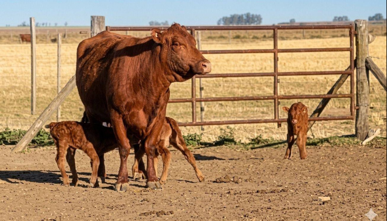 Una vaca tuvo trillizos de forma natural: se da un caso cada 100 mil partos