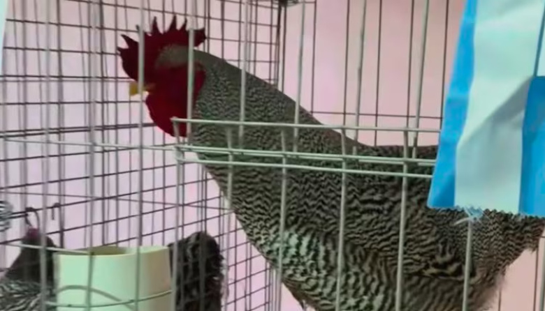 Pagaron más de $3 millones por un gallo en Bolívar y rompió un récord nacional