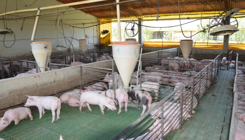 Crecen la producción y el consumo de carne porcina en la Argentina