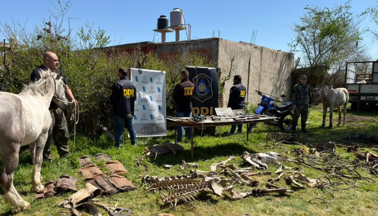 Desmantelaron una banda que robaba caballos de polo en Pilar y los faenaba en Moreno