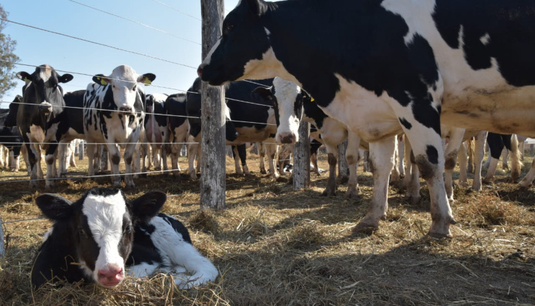 La producción y el consumo de leche crecieron por arriba del 4% en los primeros 8 meses del año