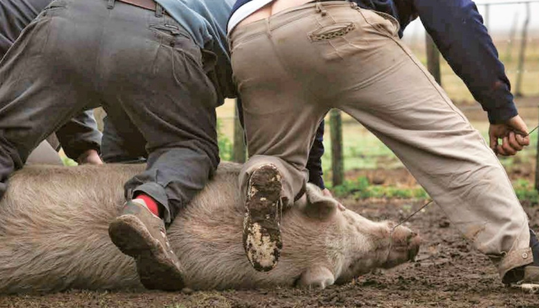 Tragedia en un campo de Madariaga: ayudaba a carnear un chancho y su amigo lo mató por accidente
