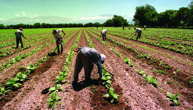 Actualizan el sueldo de los trabajadores rurales: cuánto cobra un peón en octubre