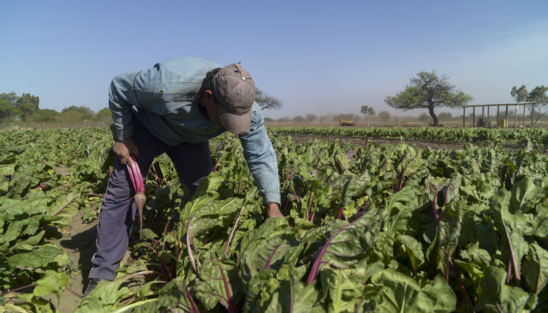 Crisis en las quintas de La Plata: tiran verdura por el derrumbe del consumo y la suba de costos