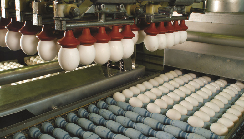 Récord en exportaciones de ovoproductos: superaron los 20 millones de dólares en ocho meses