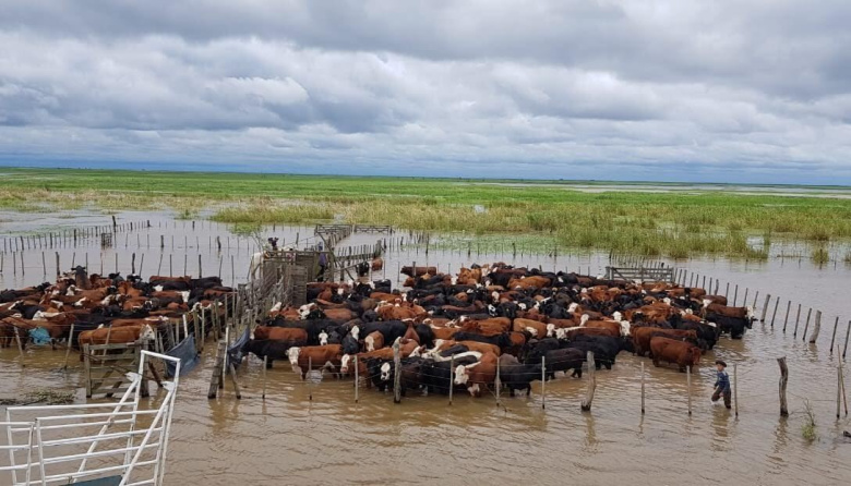 Productores de San Nicolás, Ramallo y San Pedro evacuan ganado