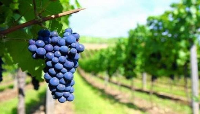 Las exportaciones vitivinícolas argentinas crecieron 24% en septiembre
