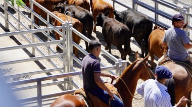 El precio de la hacienda de consumo se actualiza con subas entre un 15% y 19%