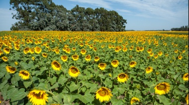 La molienda de girasol fue récord el año pasado con 3,383 millones de toneladas