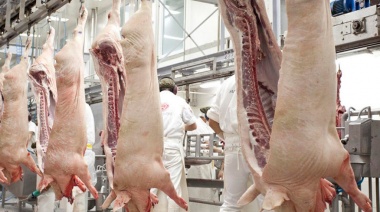 Creció la faena porcina en la provincia de Buenos Aires