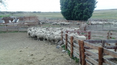 La Provincia lanzó una nueva edición del Fondo Ovino bonaerense