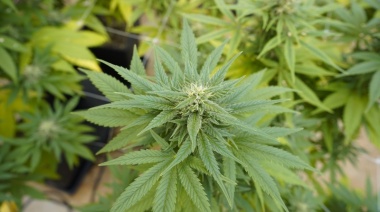 El INTA firmó un convenio con la empresa CannaOil S.A.