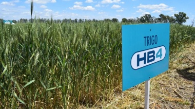Bioceres anunció que el trigo HB4 ya se utiliza en molinos mezclado con el convencional