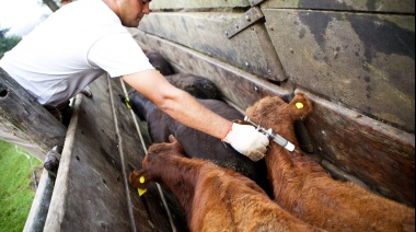 Comienza la primera campaña anual de vacunación contra la fiebre aftosa y brucelosis