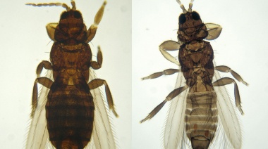 Cada cuál tiene un trip: los molestos insectos que se mudaron del campo a la ciudad