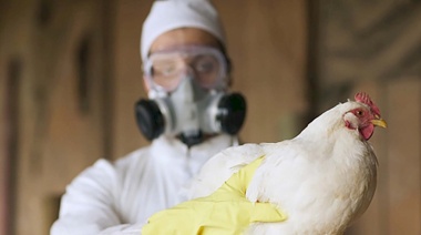 El SENASA aclaró que la influenza aviar no se transmite de persona a persona