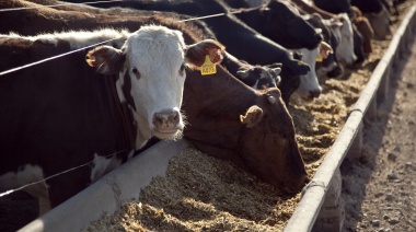 Nación lanzó una ayuda económica para la producción de carne vacuna