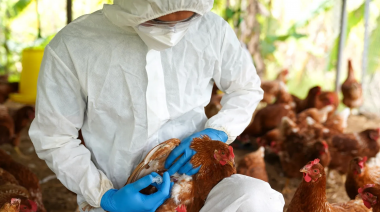 Influenza aviar: el Senasa confirmó un nuevo caso en la Provincia y otros siete en el país