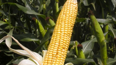 Lanzaron en Salto la "Cosecha de semillas de maíz 2023"