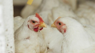 Agricultura destina $ 1.928 millones para asistir a productores avícolas