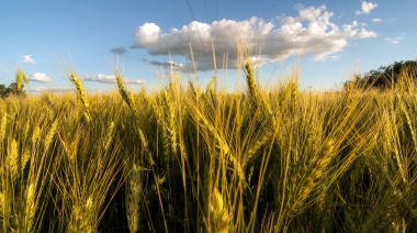 Incrementan 6,46% los precios de referencia de la harina en el marco del fideicomiso del trigo