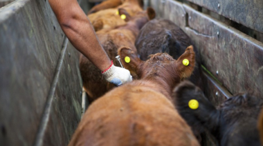 El Senasa extendió por cuatro años el Plan Nacional contra la Brucelosis bovina