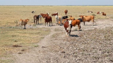 Nación homologó la emergencia agropecuaria por sequía en 68 partidos bonaerenses
